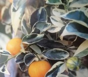Citrus calamondin variegata (2/2)