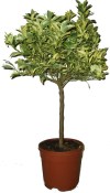 Citrus calamondin variegata (1/2)