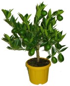 Citrus Limequát  (2/2)