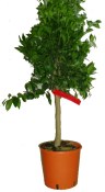 Citrus Mandarinkovník Satsuma 