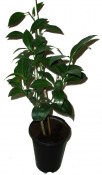 Citrus medica L. 