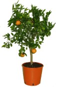 Citrus střední Mandarino cleopatra 2.jakost
