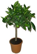 Citrus střední Mandarino cleopatra 2.jakost (1/2)