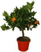 Citrusy Calamondin mandarinkový stromek 2.jakost (1/4)