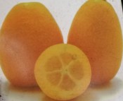 Clementina s kumquátem Kucle RARITA (1/2)