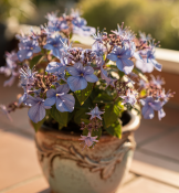 Clerodendrum ugandense - Blahokeř ugandský (1/2)