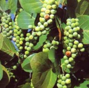 Cocoloba uvifera - atraktivní červené listy a plodí jedlé plody RARITNÍ KUS VELKÁ ROSTLINA (2/2)