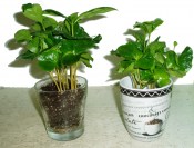 Coffea arabica - Kávovník - ve skle/v hrnku (1/2)