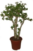 Crasulla velký stromokeř arborescens tlustice curly (2/2)