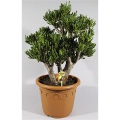Crasulla velký stromokeř arborescens tlustice curly (1/2)