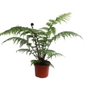  Cyathea cooperi - Australská stromová kapradina střední 