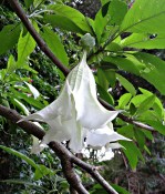 Datura bílá (2/2)