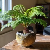 Dicksonia cooperi - Australský stromový kapradiník