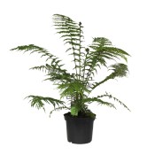Dicksonia fibrosa antarctica - stromový kapradiník (2/3)