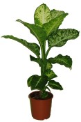 Dieffenbachia 