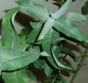 Eukalyptus - Eucalyptus Globulus (2/3)