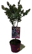 Eukalyptus GUNNI  - NA KMÍNKU strom - mrazu eukalyptus - velký 160cm (2/2)