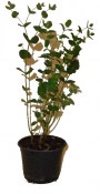 Eukalyptus pulverule  (1/2)