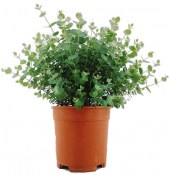 Eukalyptus - Eucalyptus Azura - nej mrazu eucalyptus  (1/2)
