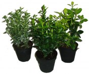 Euonymus mix (1/3)