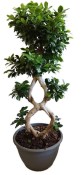 Ficus Ginseng 11