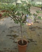 Fíkovník - Ficus bornholm - rozvětvený 100 cm (1/2)