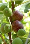 Fíkovník ficus carica strom 170 cm velmi starý strom (2/2)