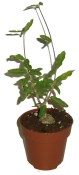 Fockea edulis