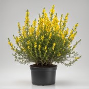 Genista - spachiana - Kručinka (1/2)