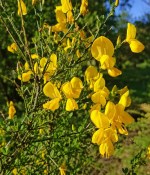 Genista - spachiana - Kručinka (2/2)