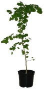 Gingko biloba - jinan dvoulaločný 