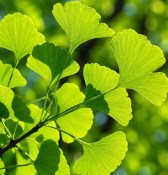 Gingko biloba - jinan dvoulaločný - velký stromek (2/2)