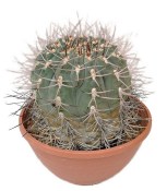 Gymnocalycium nidulans - Gymnokalycium hnízdovité č.13