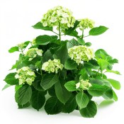 Hydrangea petiolaris - popínavá hortenzie (1/2)