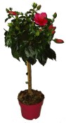 Ibišek - Hibiscus na kmínku 