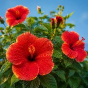 Ibišek Hibiscus na kmínku mix barev (2/2)