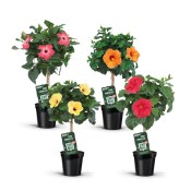 Ibišek Hibiscus na kmínku (1/2)
