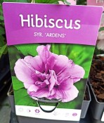 Ibišek Hibiscus Syriacus mrazuvzdorný Ardens (1/2)
