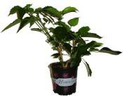 Ibišek Hibiscus Syriacus mrazuvzdorný Red heart (2/2)