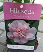 Ibišek Hibiscus Syriacus mrazuvzdorný Lady Stanley (1/2)