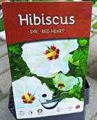 Australský ibišek - Alyogyne huegelii Delightfully (1/2)