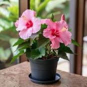 Ibišek Hibiscus Syriacus mrazuvzdorný růžový květ