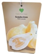 Jahodový stromek psidium guayaba - guava (1/2)