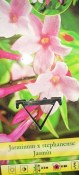 jasminum-polyanthum (1/2)