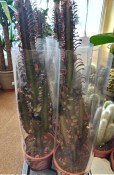 Kaktus Euphorbia Trigona