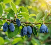 kamcatska-boruvka-honeysuckle-lonicera-kamtschatica-top-husty-ker (3/3)