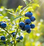 Kanadská borůvka Vaccinium corymbosum Top hat (2/2)