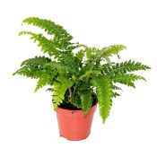 Kapradina Polystichum Tsussimense