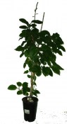 Kiwi Ashoko (1/2)