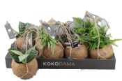 Kokodama k zavěšení (2/3)